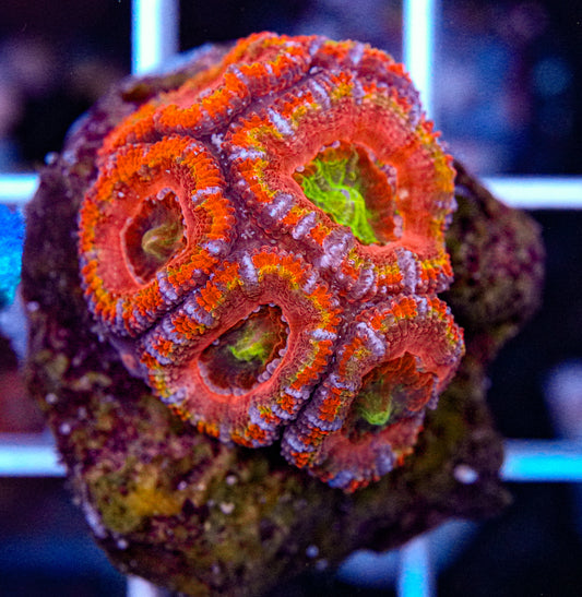 Rainbow Acan