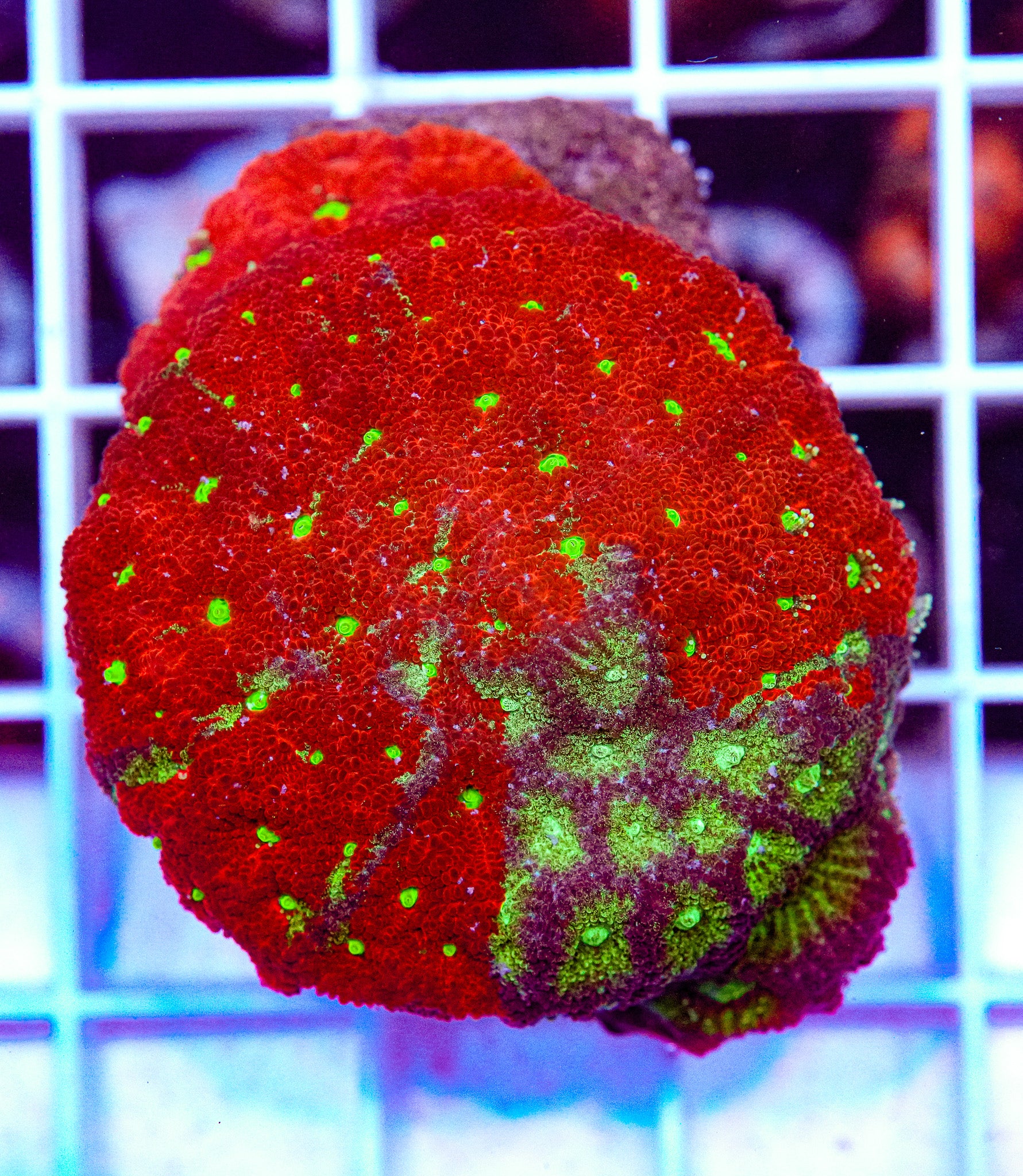 Favia Colony