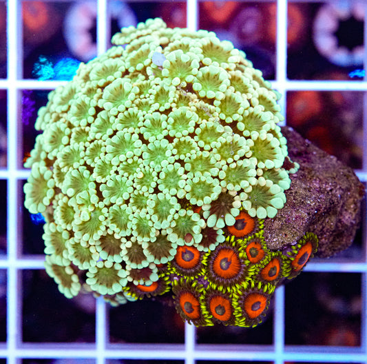 Alevapora-Zoa Combo