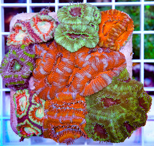 Acan Party Pack