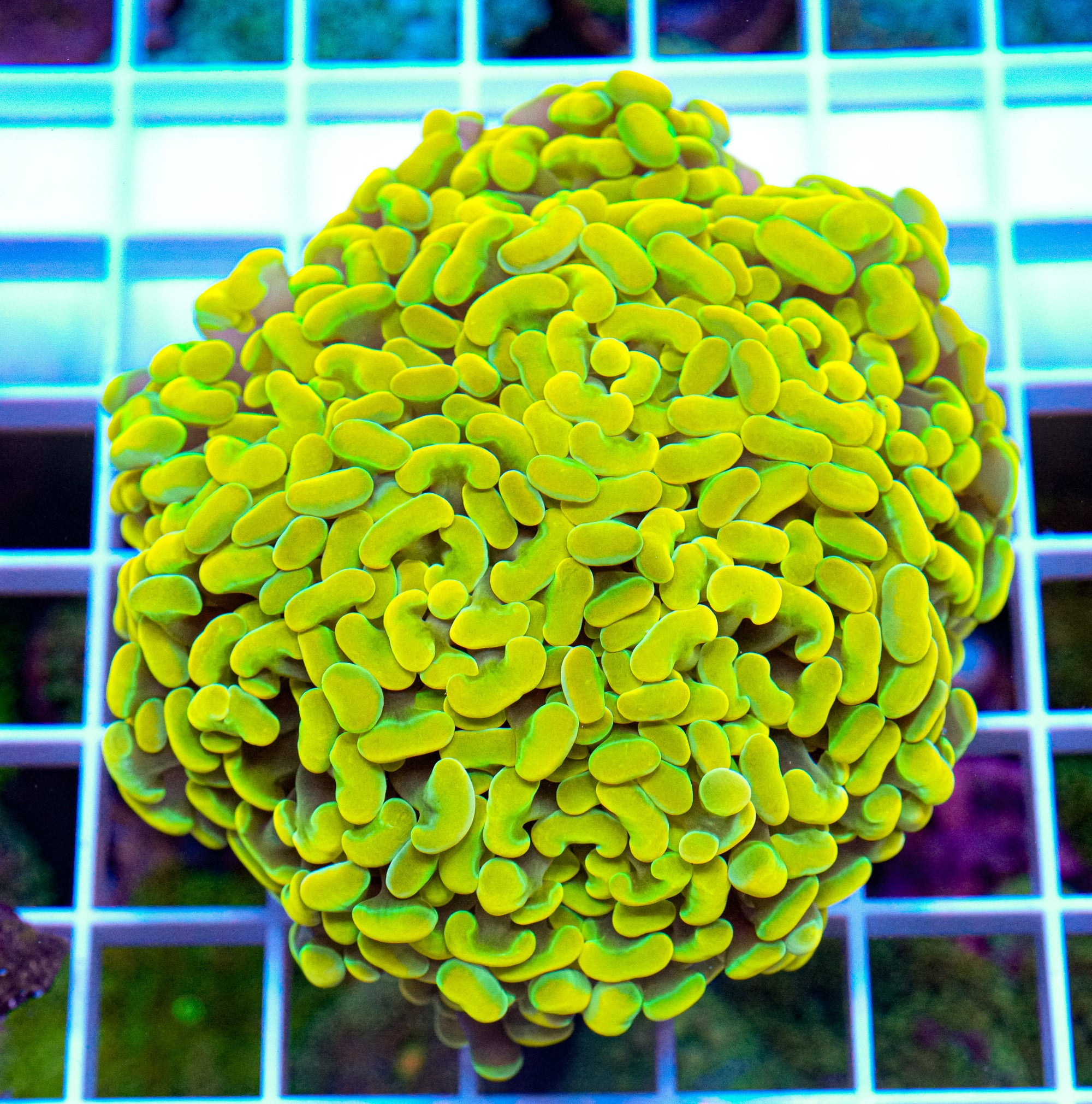 Yellow & Green Branching Hammer