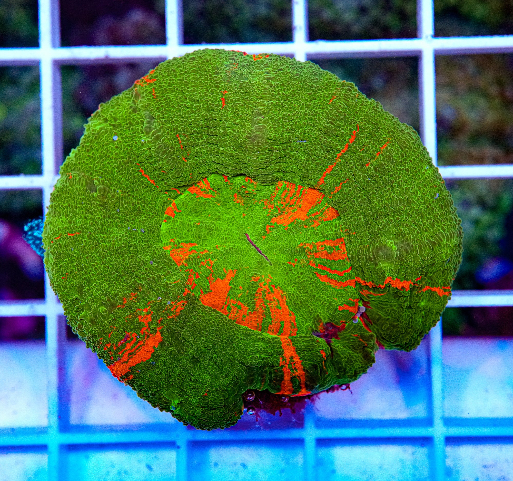 Scolymia