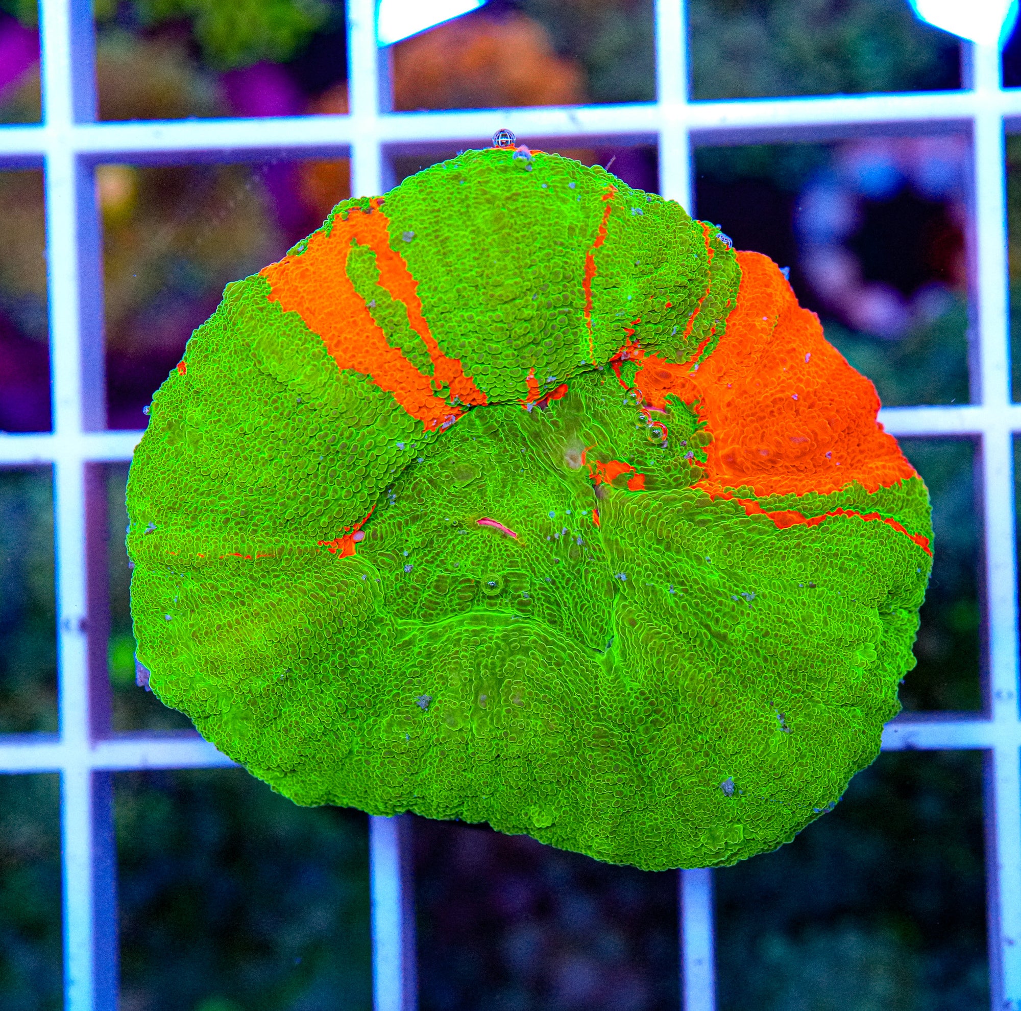 Scolymia