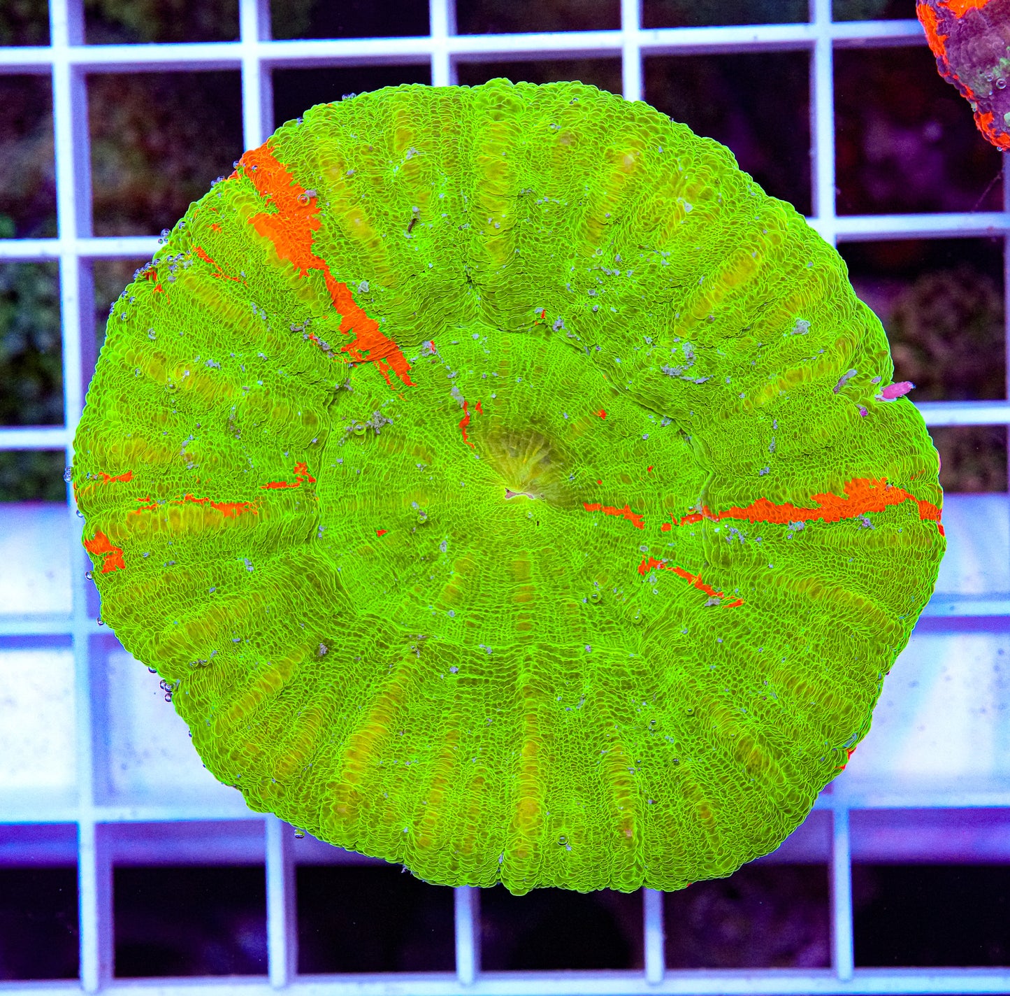 Scolymia