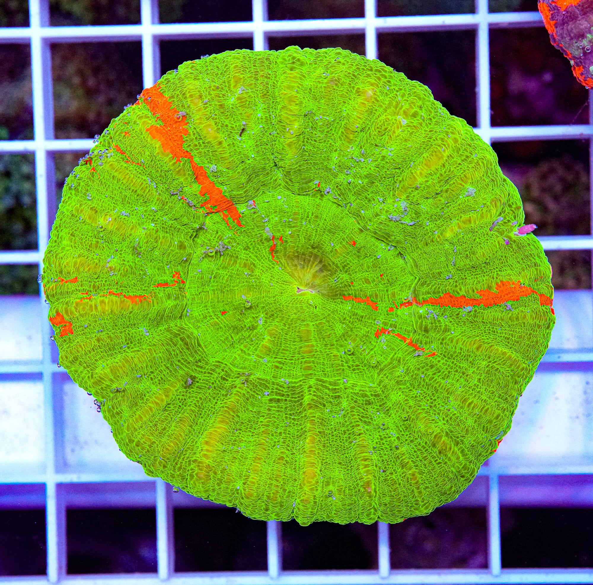 Scolymia
