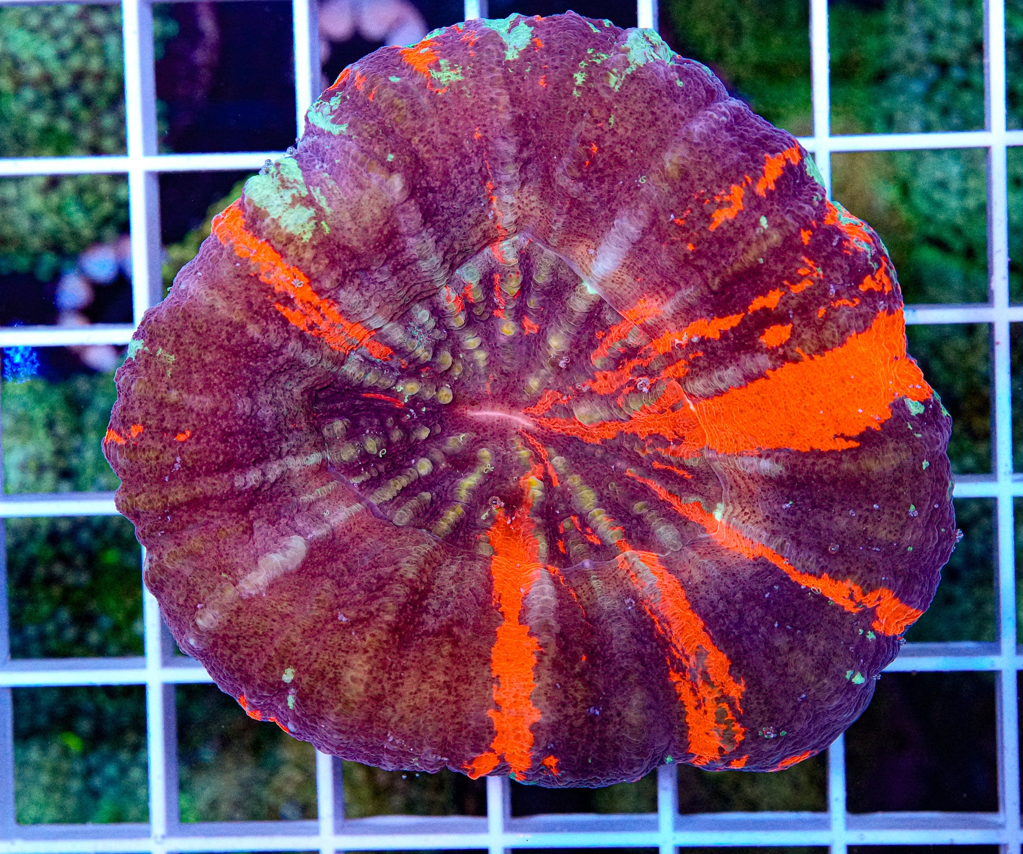 Scolymia