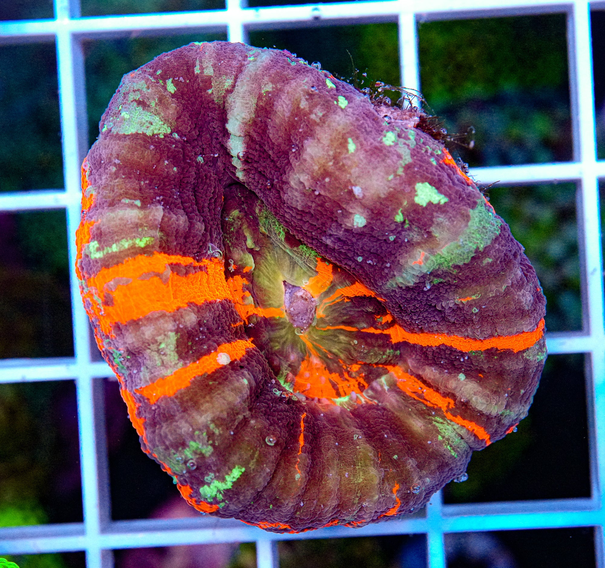 Scolymia