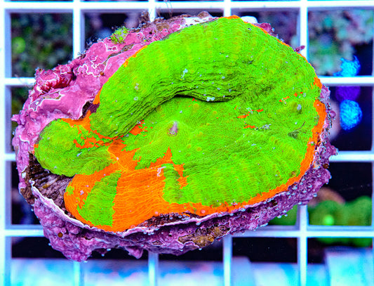 Scolymia
