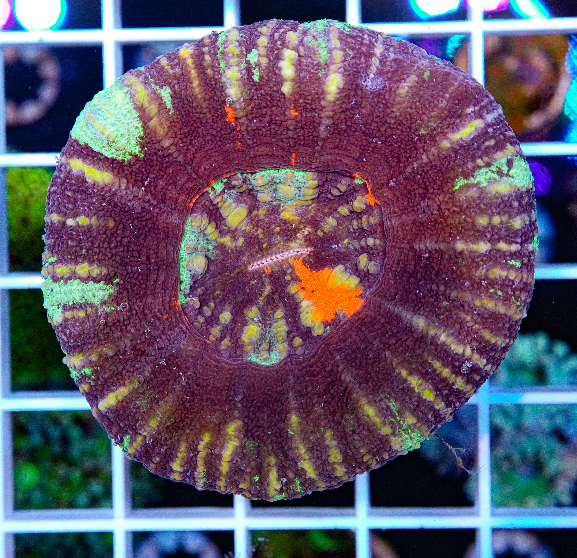Scolymia