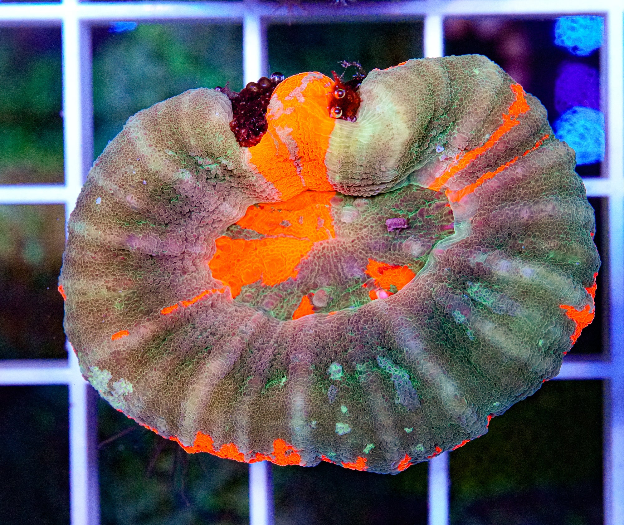 Scolymia