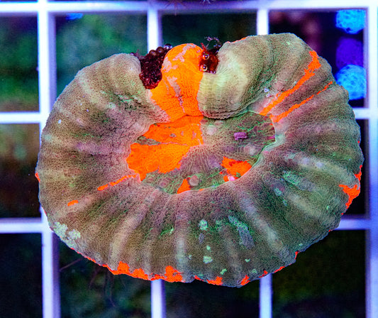 Scolymia