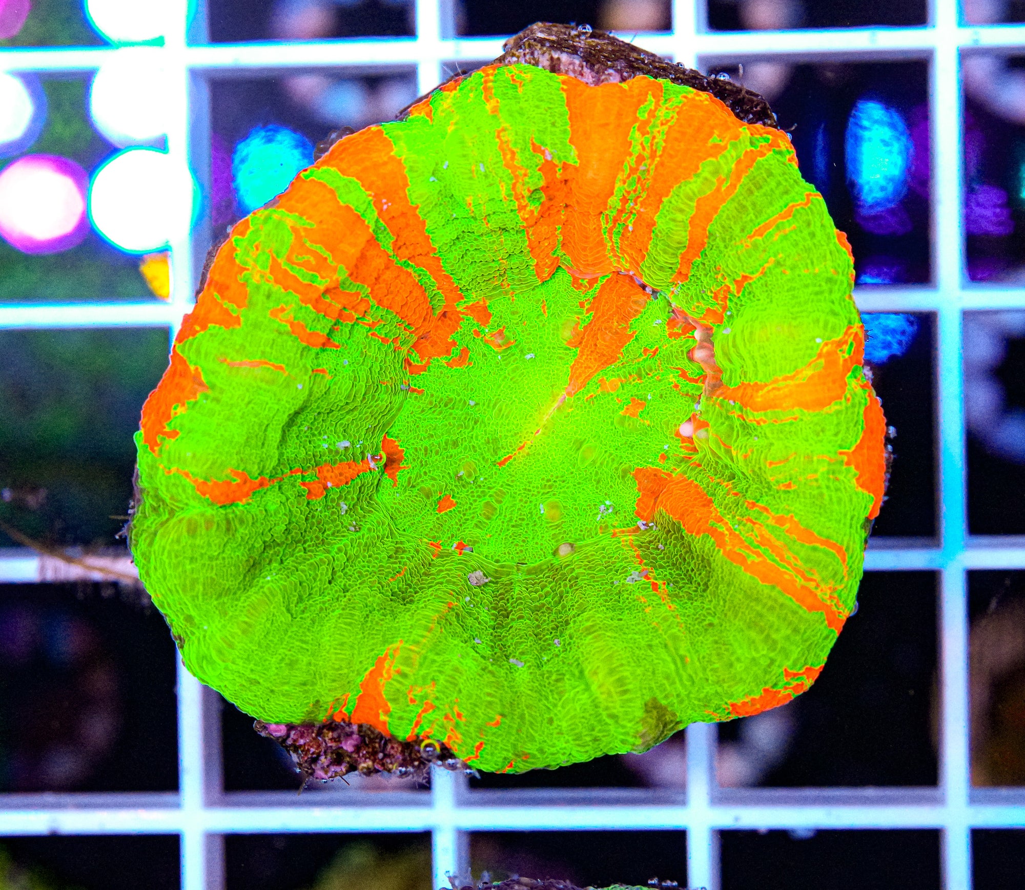 Scolymia