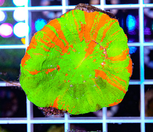 Scolymia