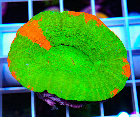 Scolymia