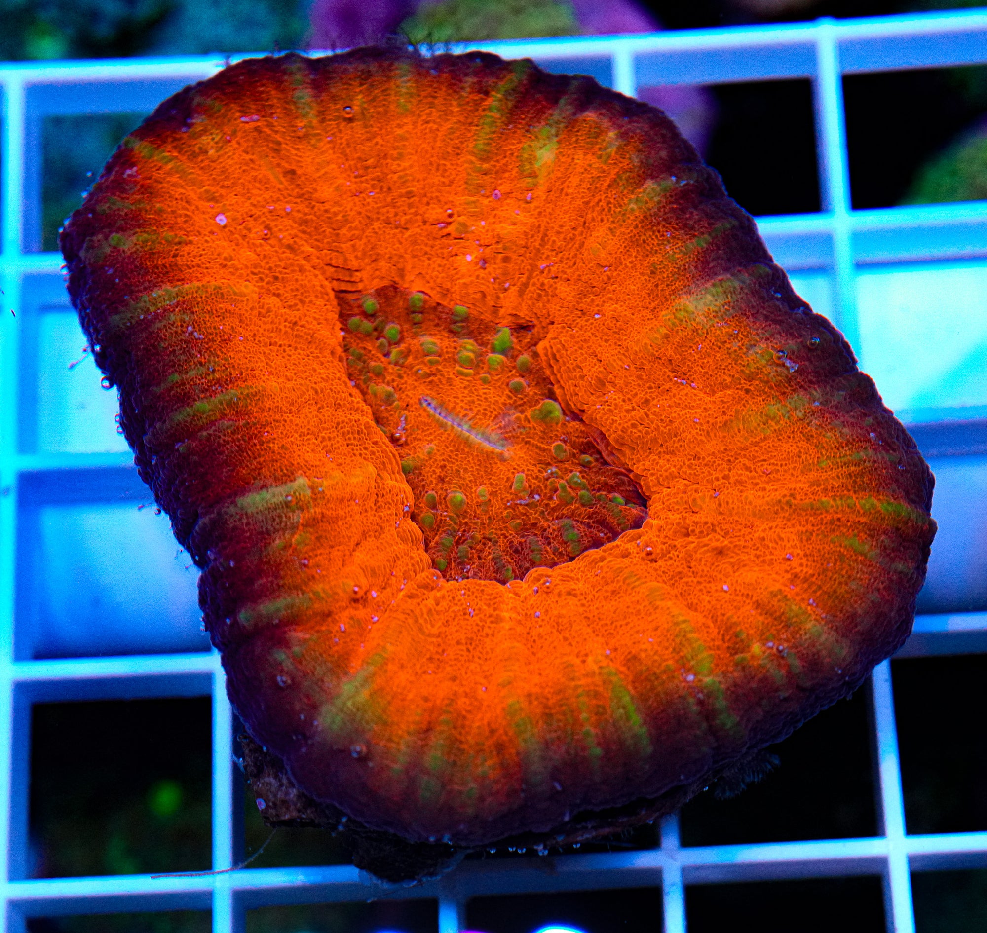 Scolymia