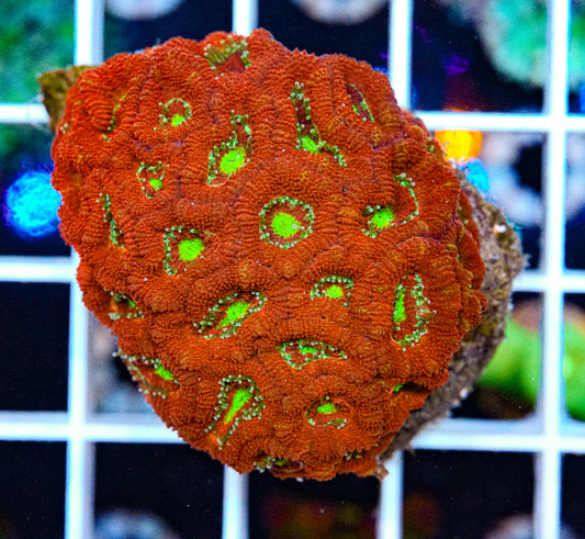 My Valentine Micromussa