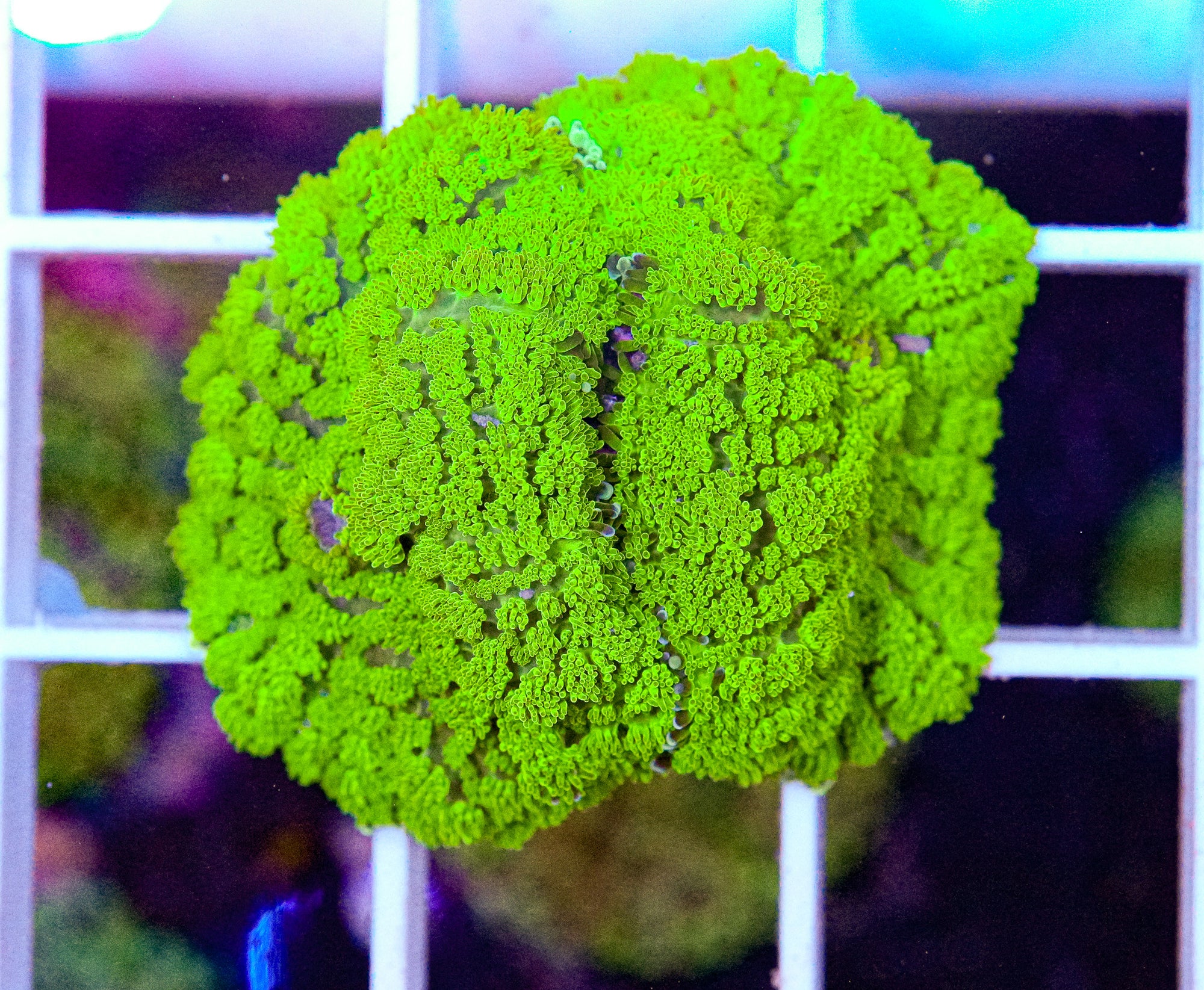 Fuzzy Rhodactis