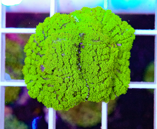 Fuzzy Rhodactis
