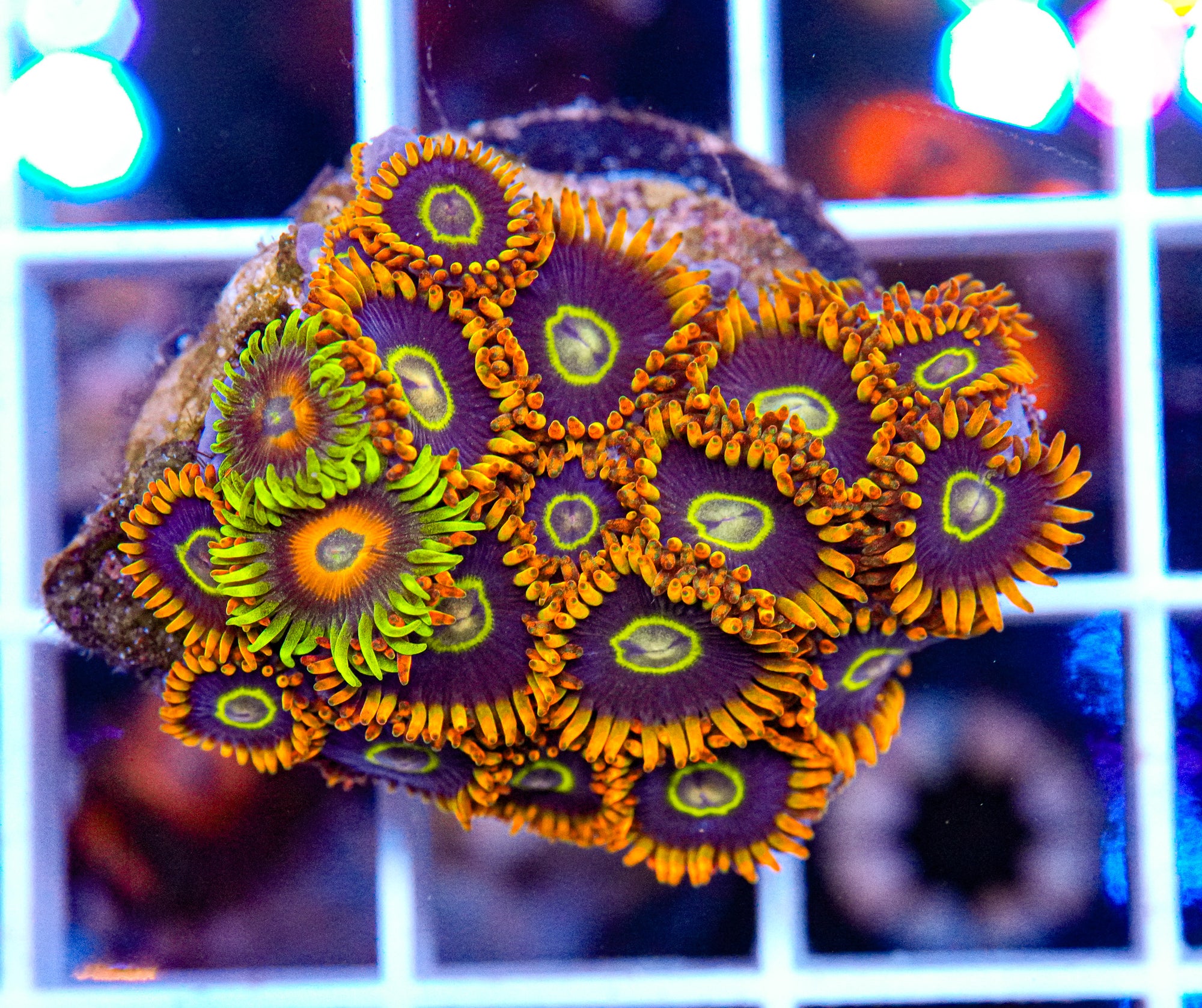 Rainbow Hornets