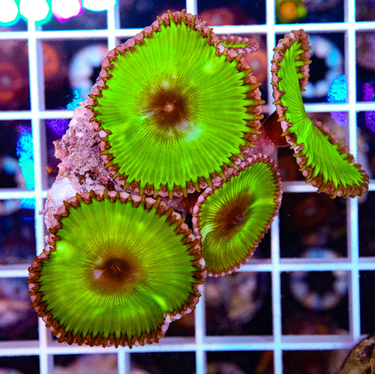 Palythoa Grandis