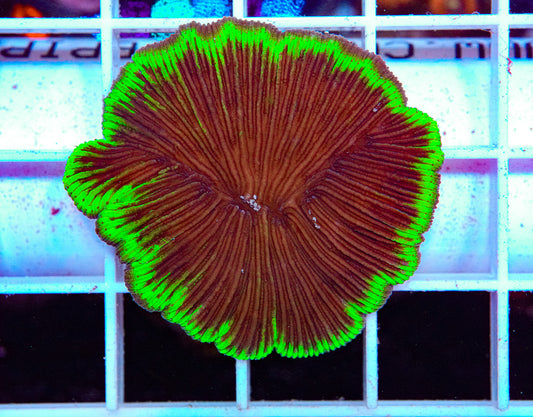 Alien Fungia