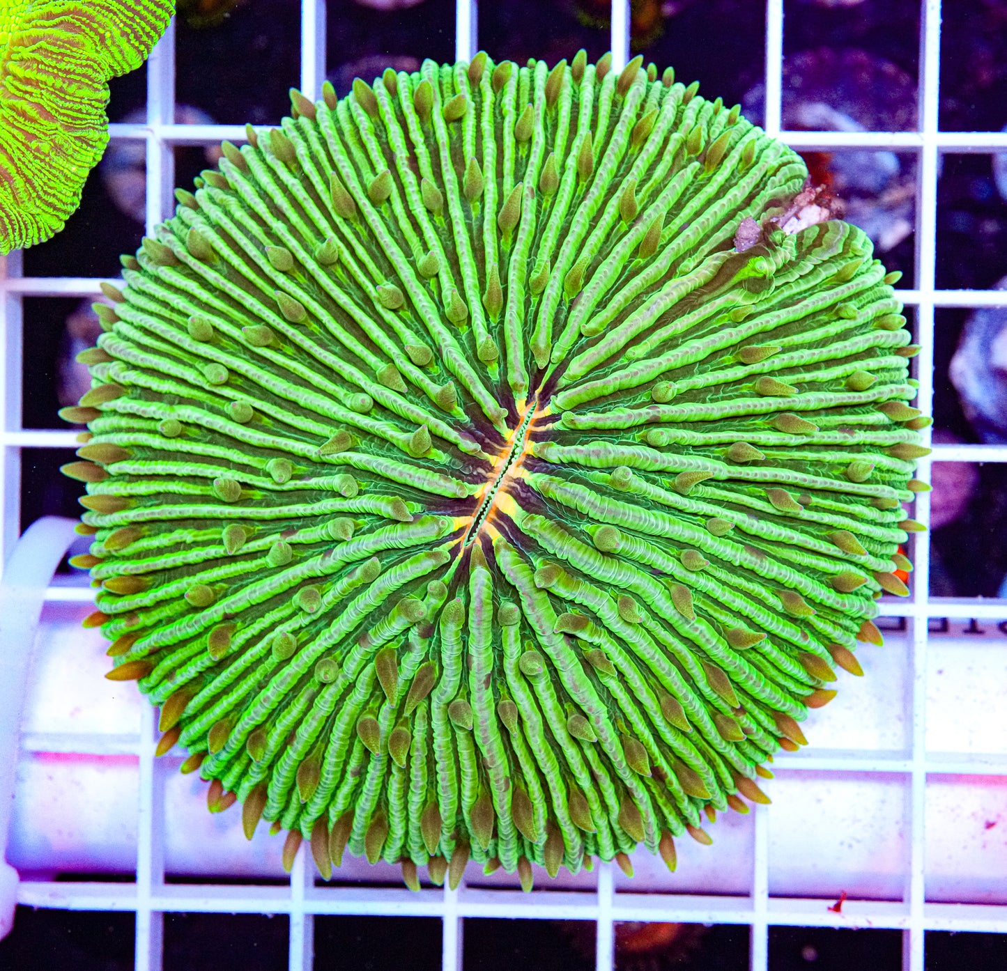 Orange Mouth Fungia