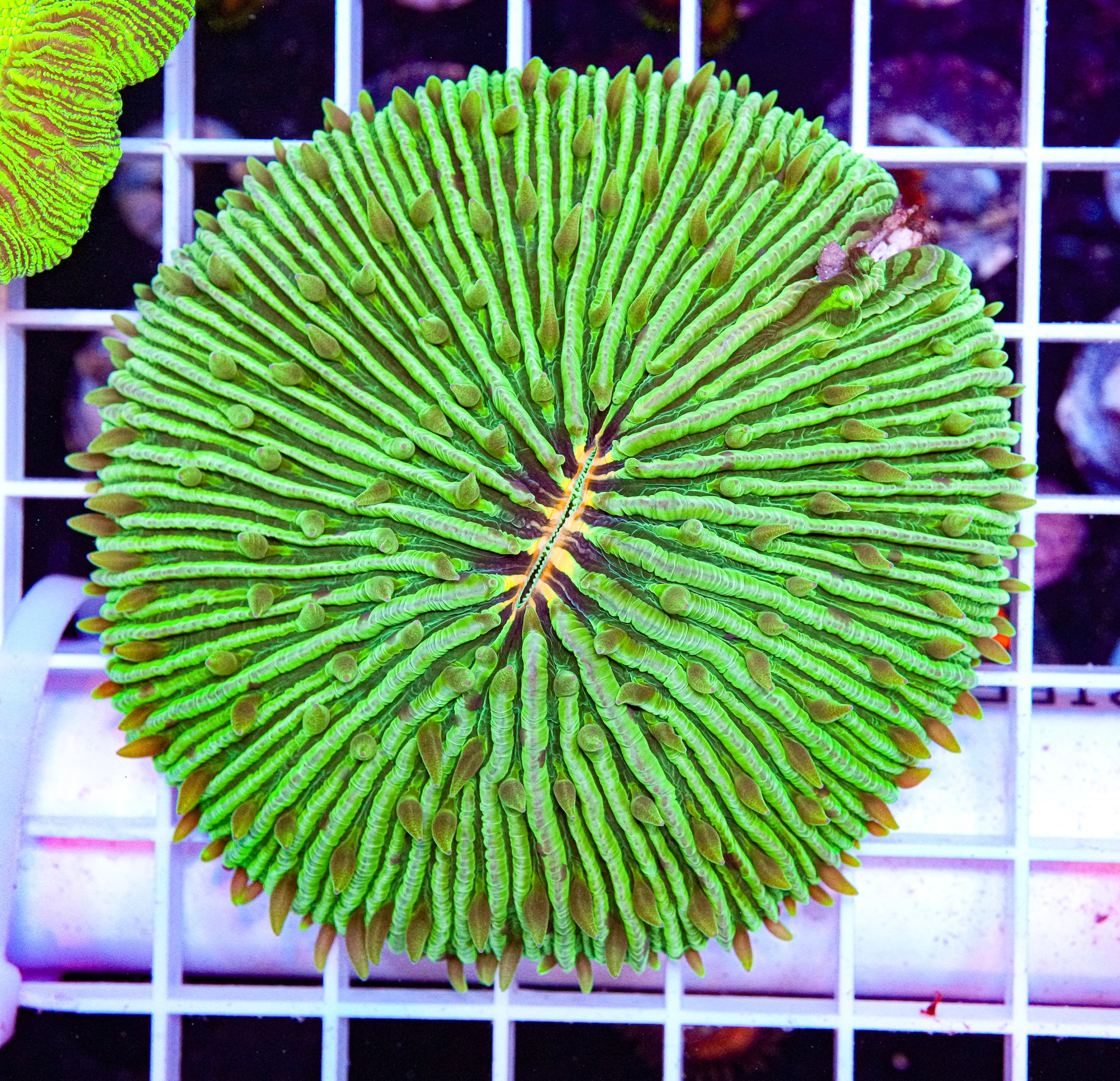Orange Mouth Fungia