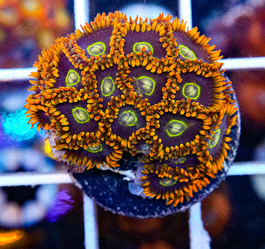 Rainbow Hornets