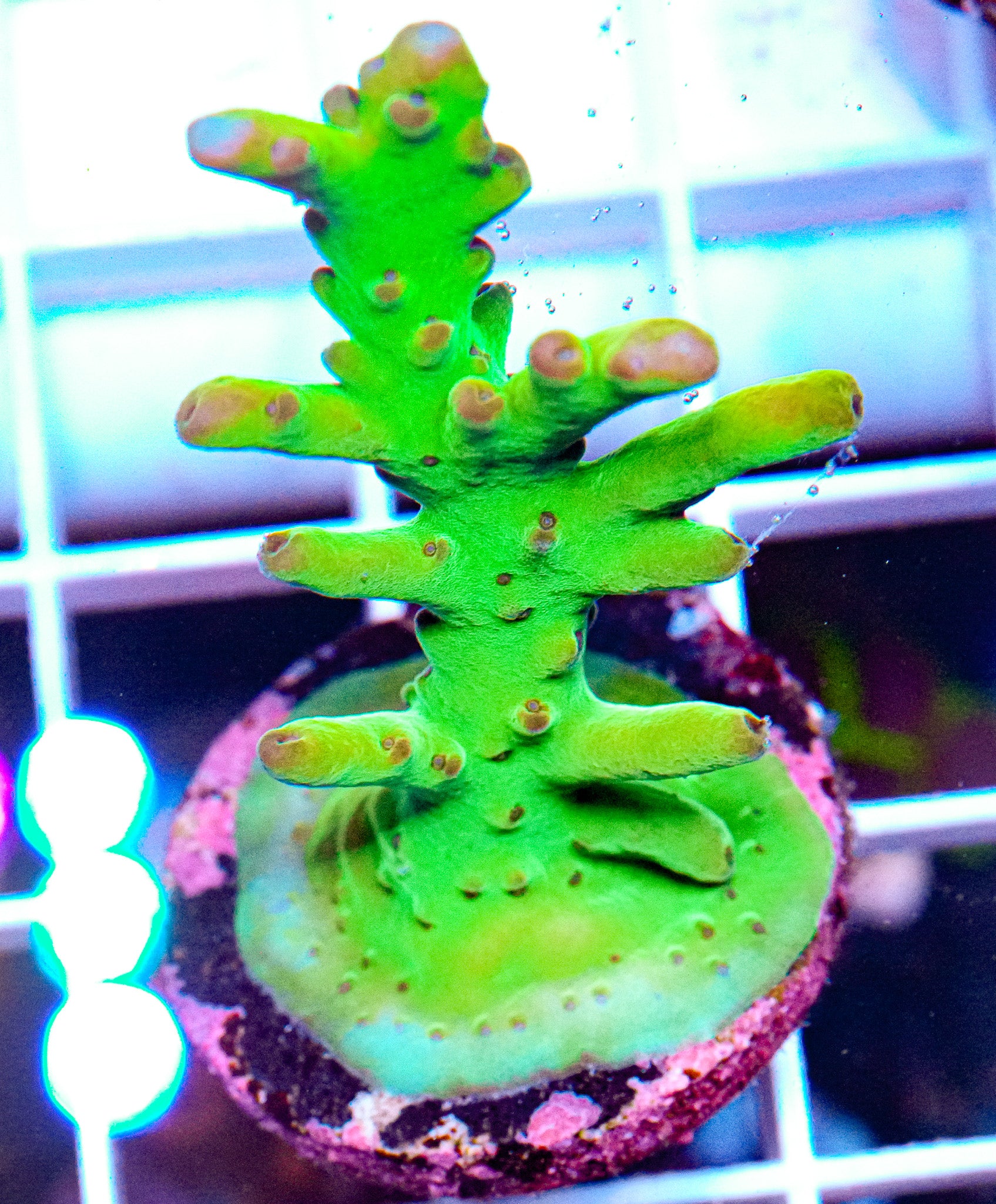 Smooth Acropora