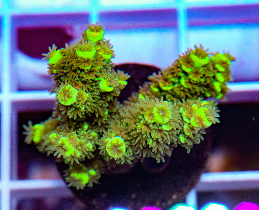MC Limedrop Acropora