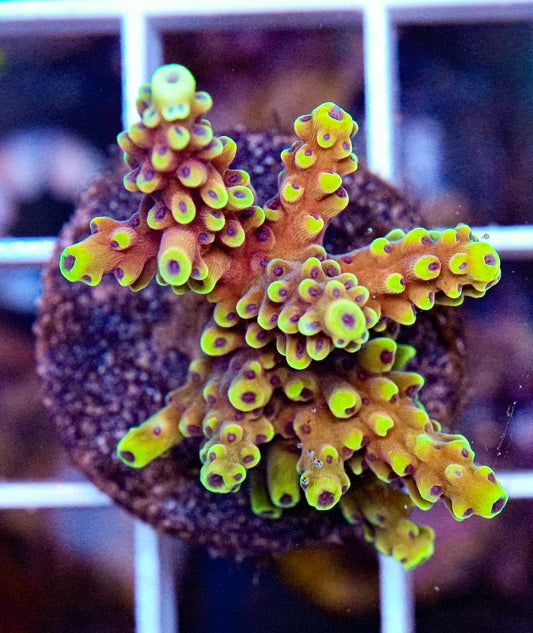 Ultra Acropora