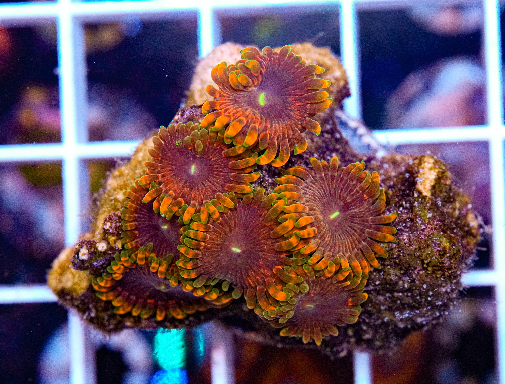 Fairy Fart Zoas, Yes really
