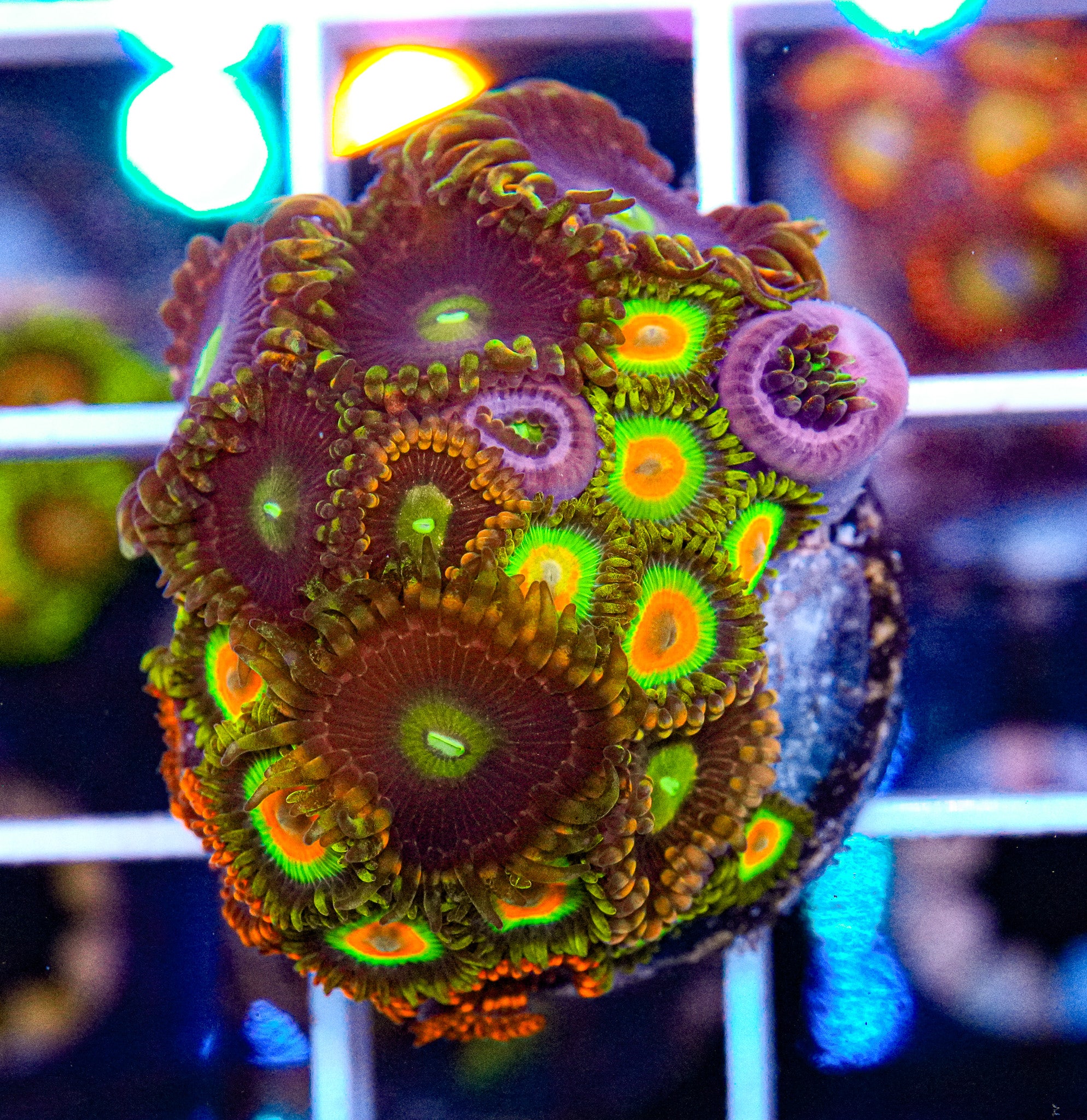 Zoa Combo