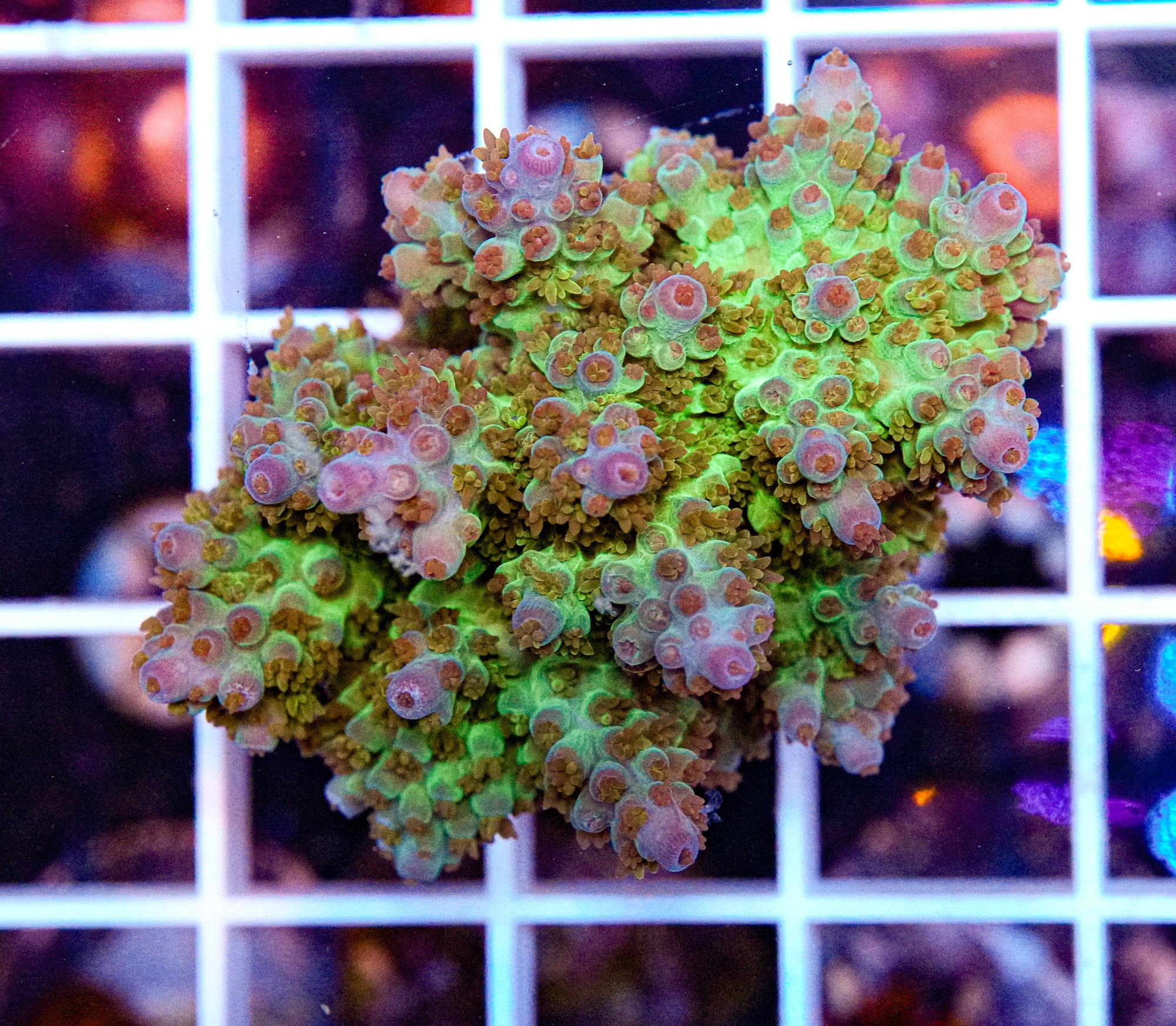 Ultra Acropora