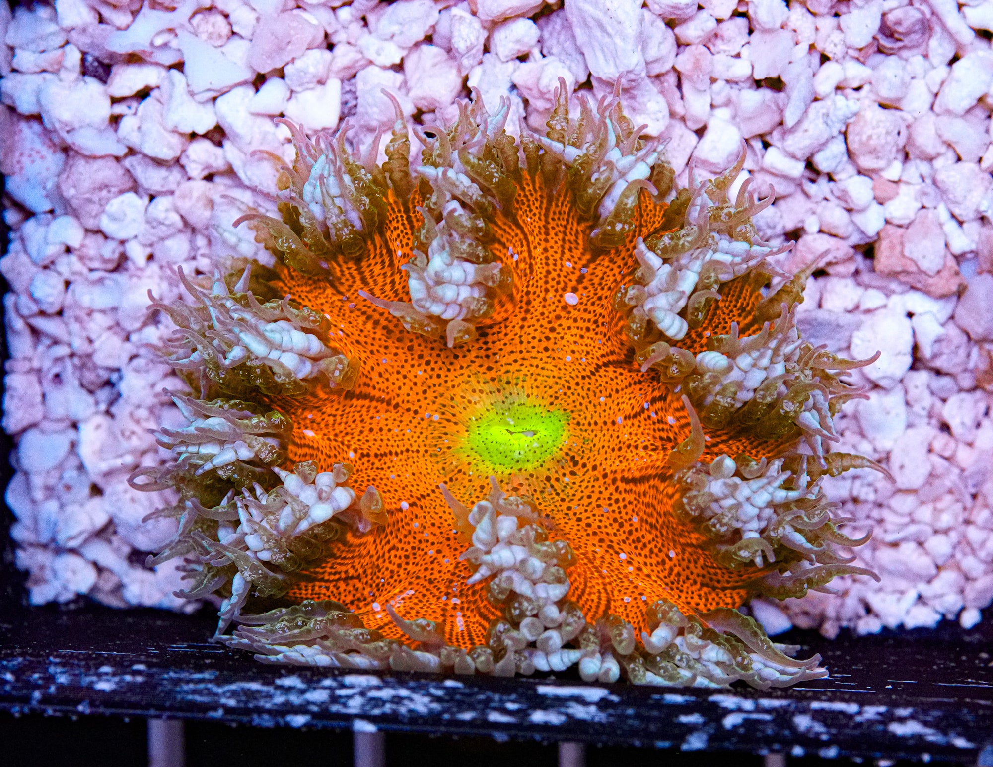 Ultra Rockflower