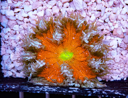 Ultra Rockflower