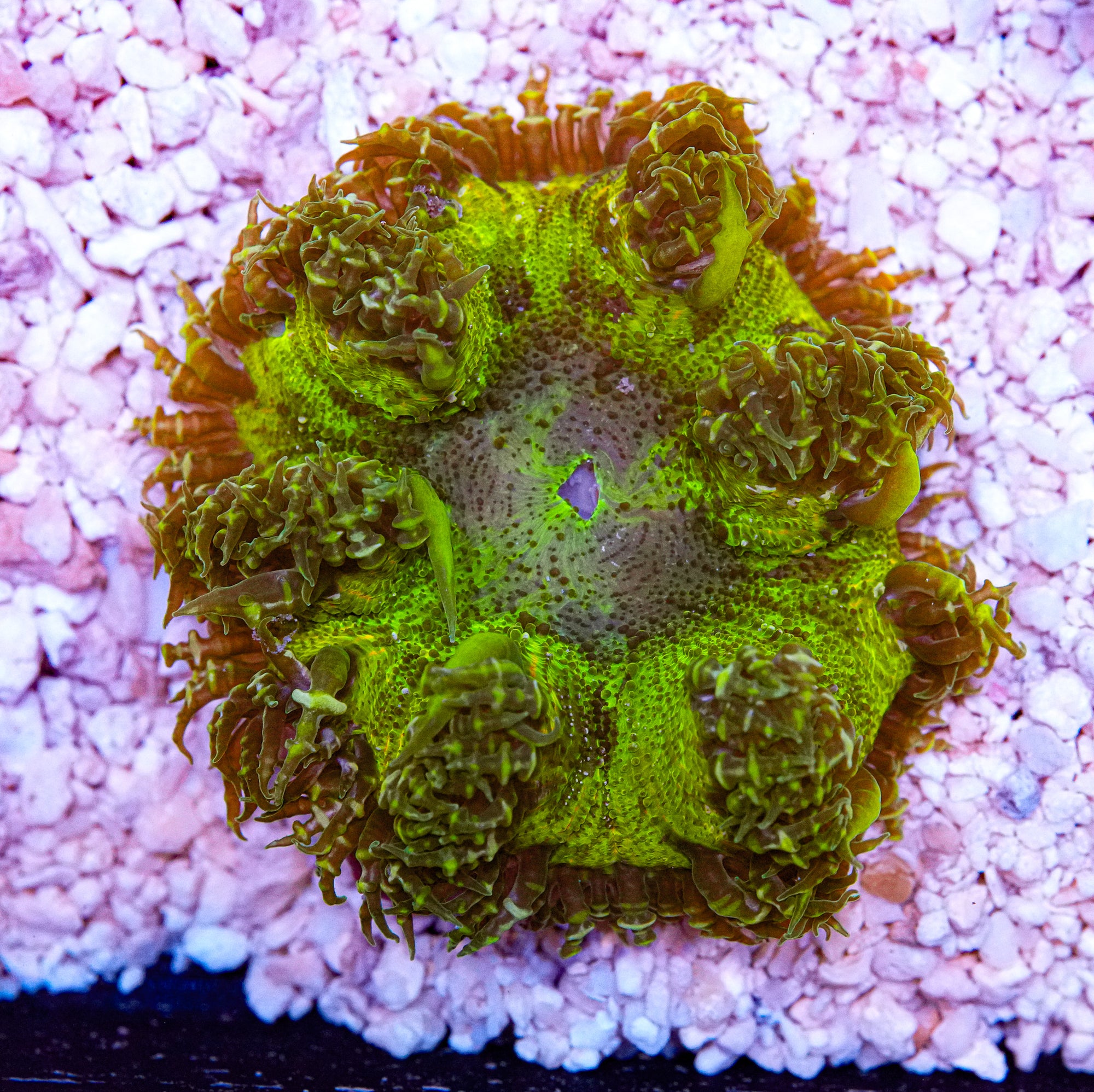 Ultra Rockflower