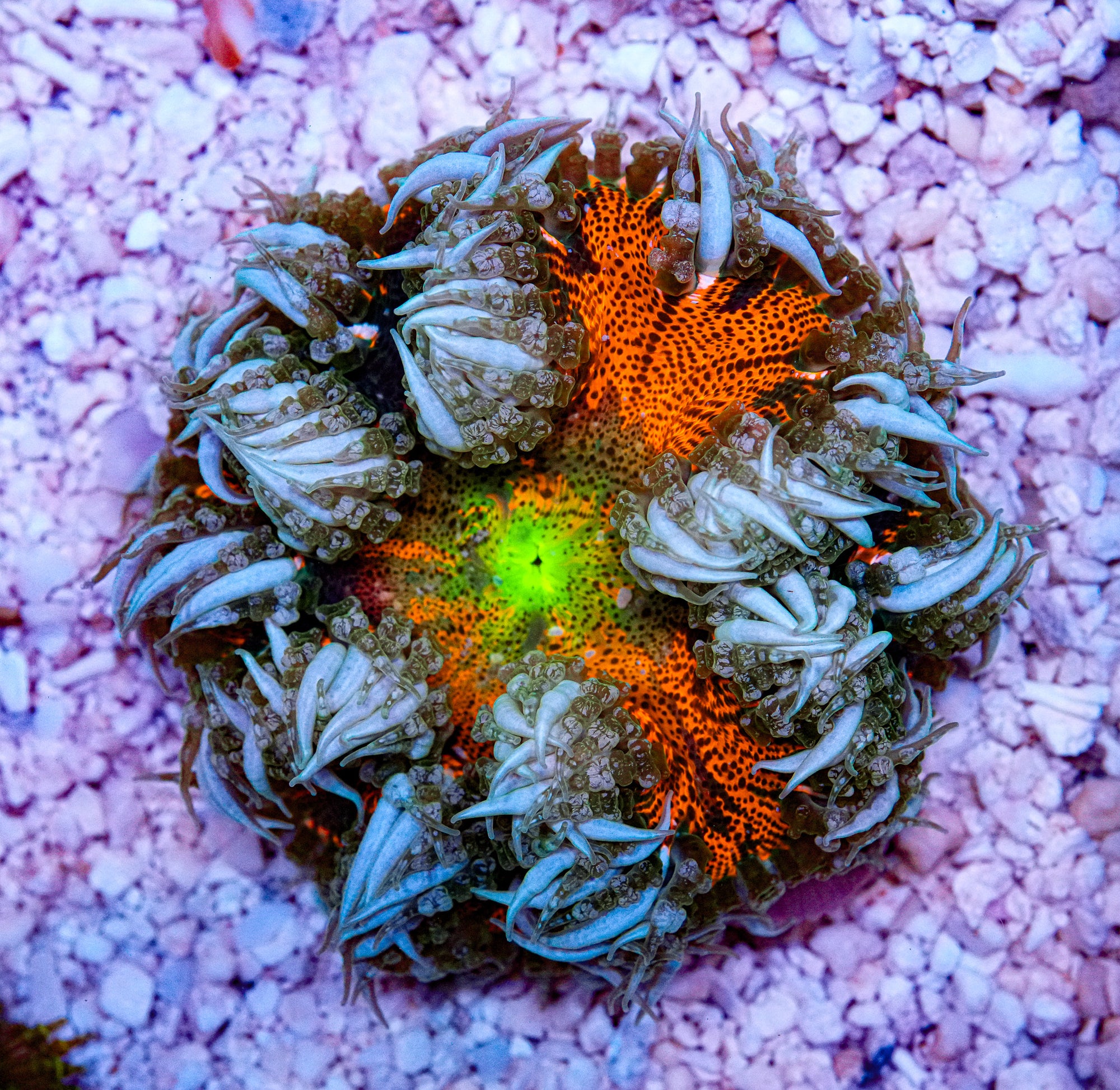 Ultra Rockflower
