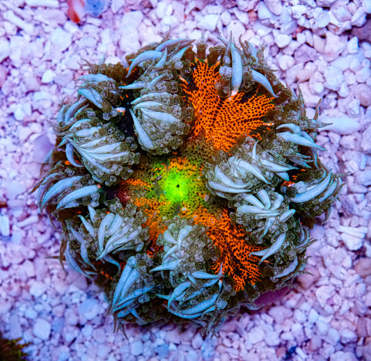 Ultra Rockflower