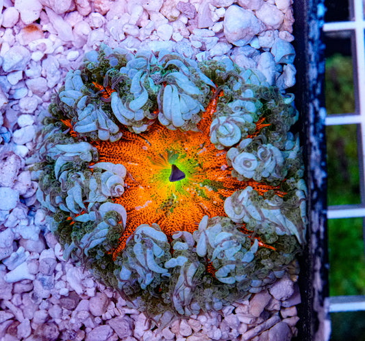 Ultra Rockflower