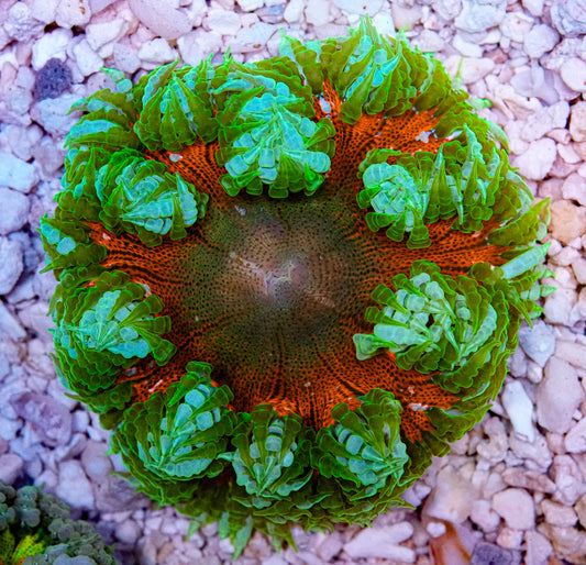 Ultra Rockflower