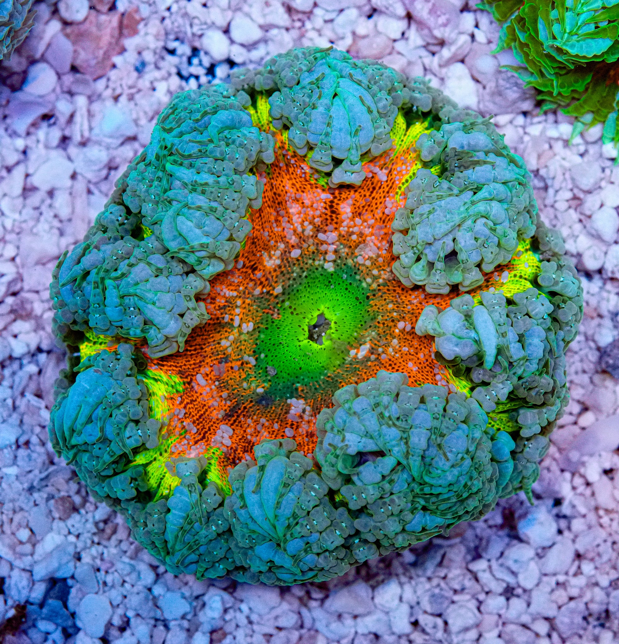 Ultra Rockflower