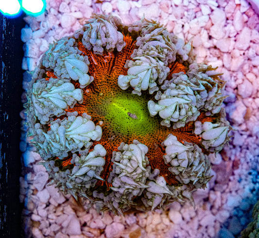 Ultra Rockflower