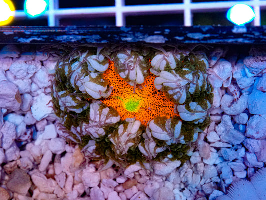 Ultra Rockflower