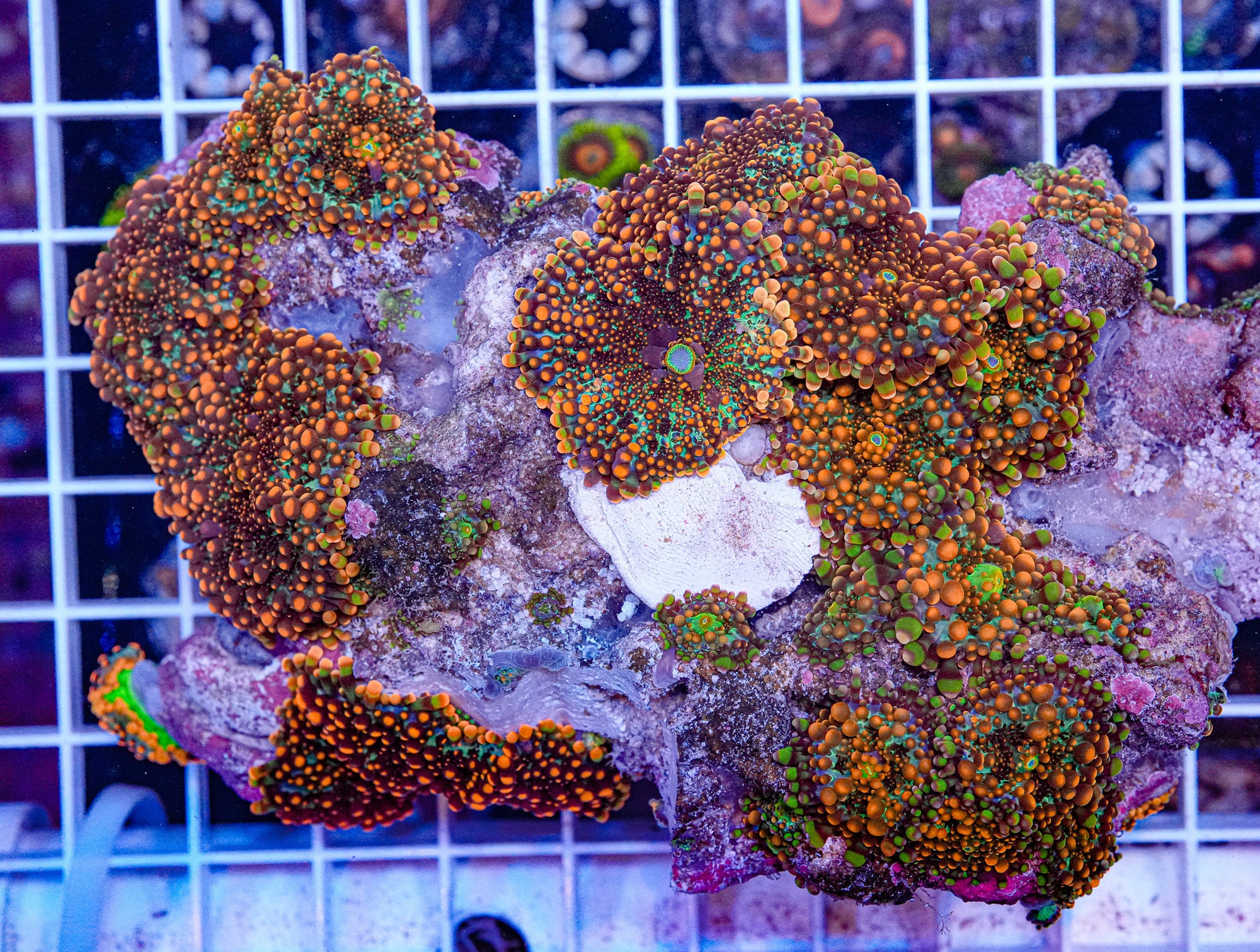 XL Rainbow Yuma Colony