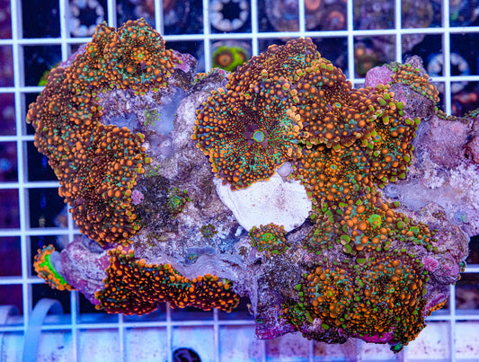 XL Rainbow Yuma Colony
