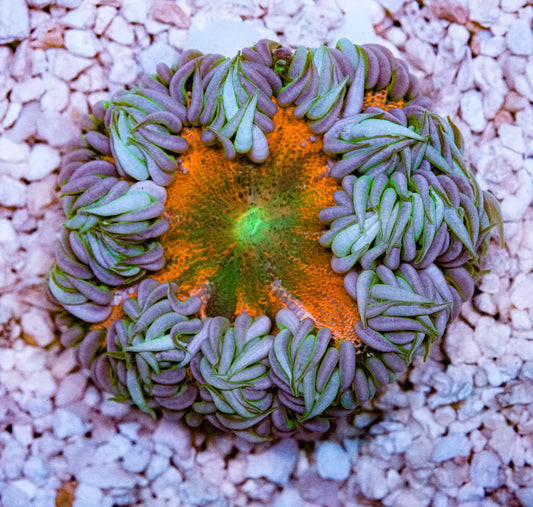 Ultra Rockflower