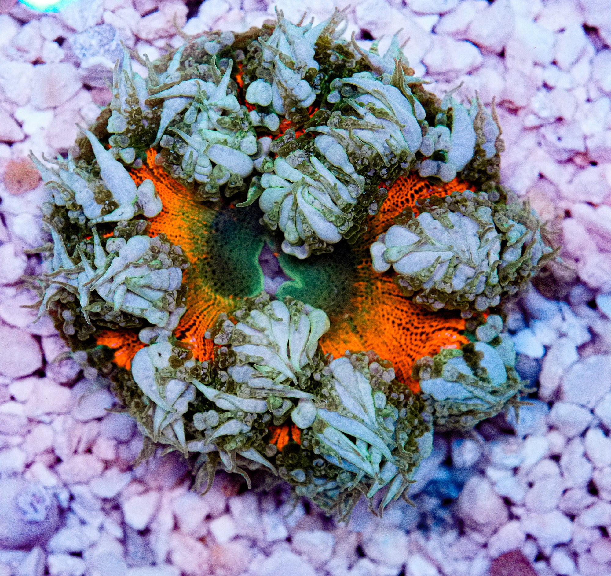 Ultra Rockflower
