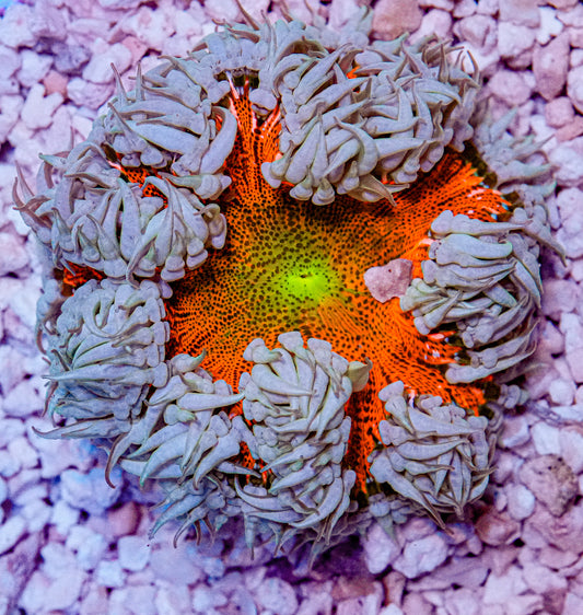 Ultra Rockflower