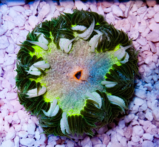 Ultra Rockflower